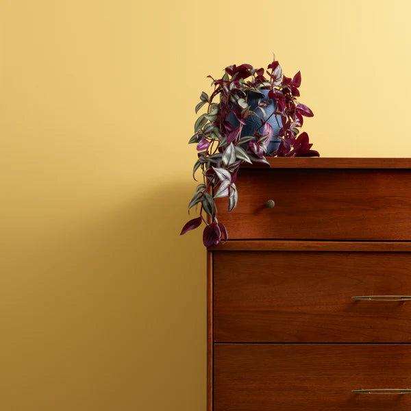 Hot As Mustard - murrettu keltainen kalkkimaali. Se pehmeä ja murrettu keltainen sävy, ei liian retro eikä liian kylmä. Muistuttaa keltamultasävyä. Hienovarainen ja tyylikäs, perinnesävynkaltainen Lazy Range sarjasta.