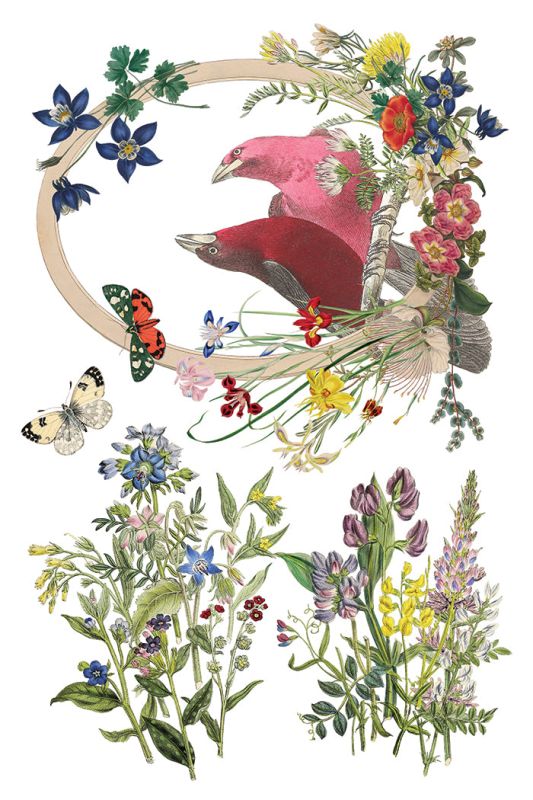 Flora Greca siirtokuva - 8 arkkia-Siirtokuva-Frenchic Paint Finland