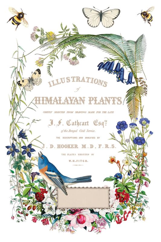 Flora Greca siirtokuva - 8 arkkia-Siirtokuva-Frenchic Paint Finland