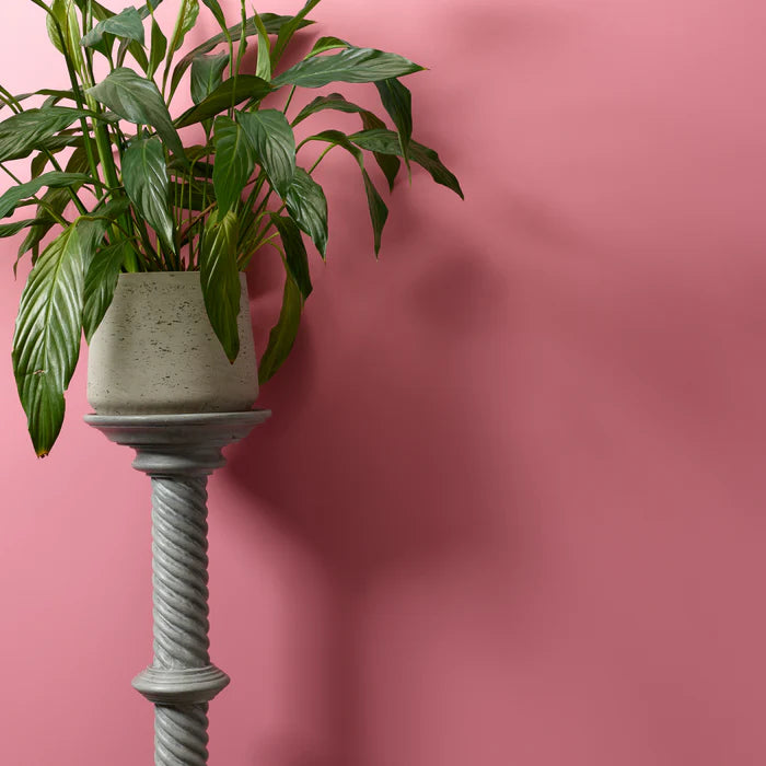 Macaroon - pink wall paint WP