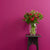 PlumPudding-purppura Frenchic maali. 