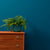 SteelTeal-petrooli Frenchic maali.