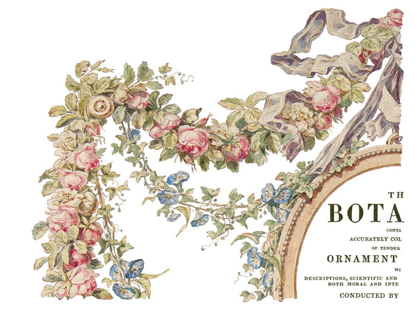 Köynnös - The Botanist -siirtokuva - Siirtokuva - Frenchic Paint Finland