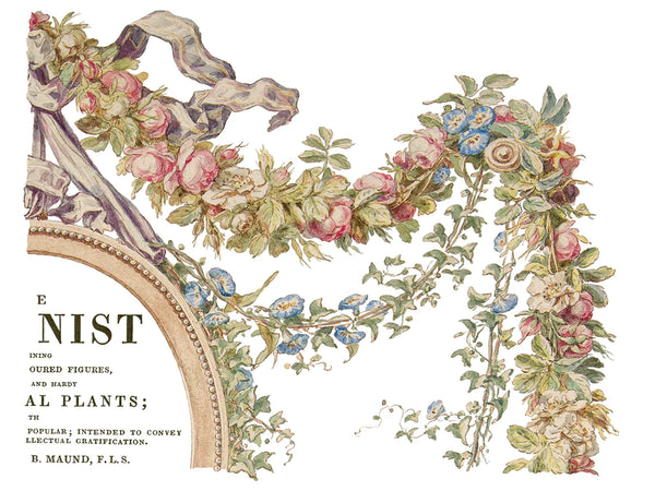 Köynnös - The Botanist -siirtokuva - Siirtokuva - Frenchic Paint Finland