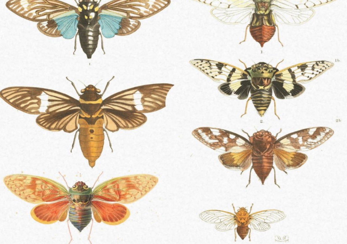 Moths - single sheets