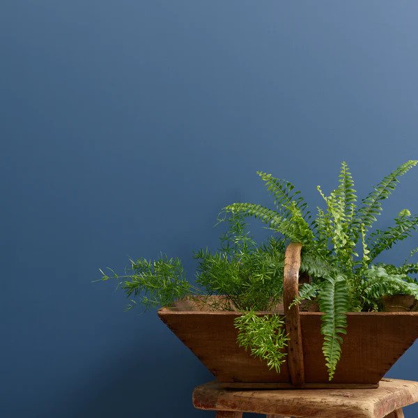 Testivoittaja sininen seinämaali Frenchic. 